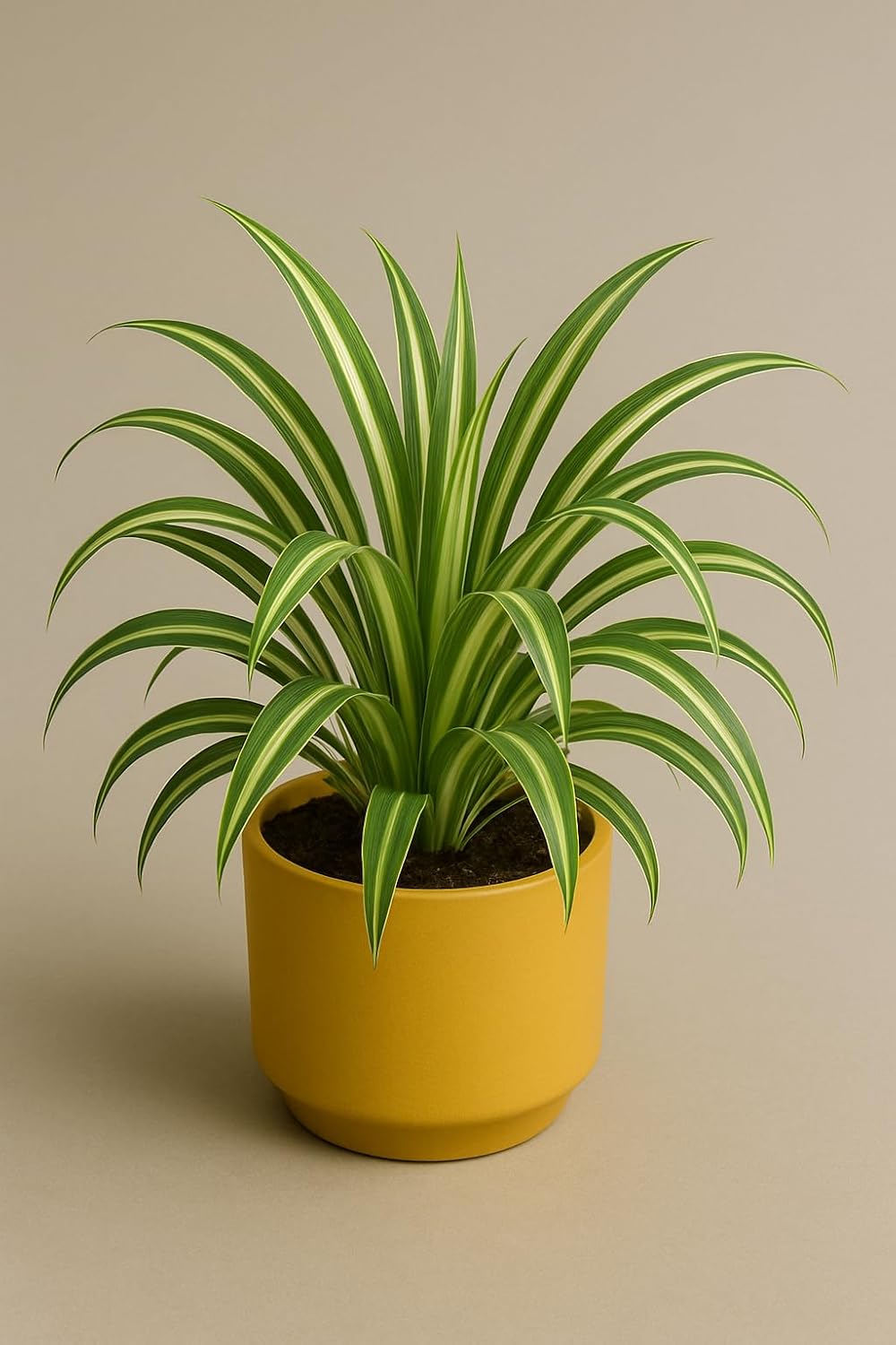 Seeds Ville Indoor Air Purifying Plant Combo Set of 3