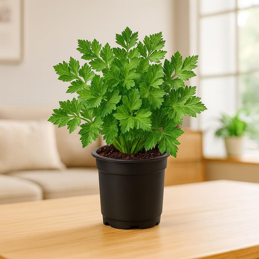 Live Parsley Plant | Fresh Culinary Herb for Kitchen & Garden | Fast-Growing, Flavorful Leaves | Easy to Grow Indoor–Outdoor Herb Plant in Pot