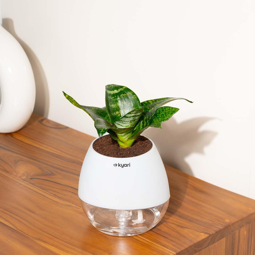 KYARI Sansevieria Green Snake Air Purifier Plant with White Self Watering Pot - Small 4 Inch