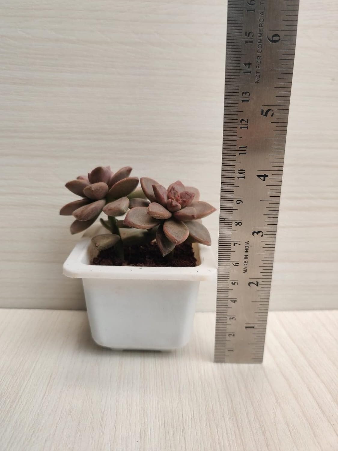 Seeds Ville Assorted Indoor Succulent Plants, Low Maintenance, 25 Pack