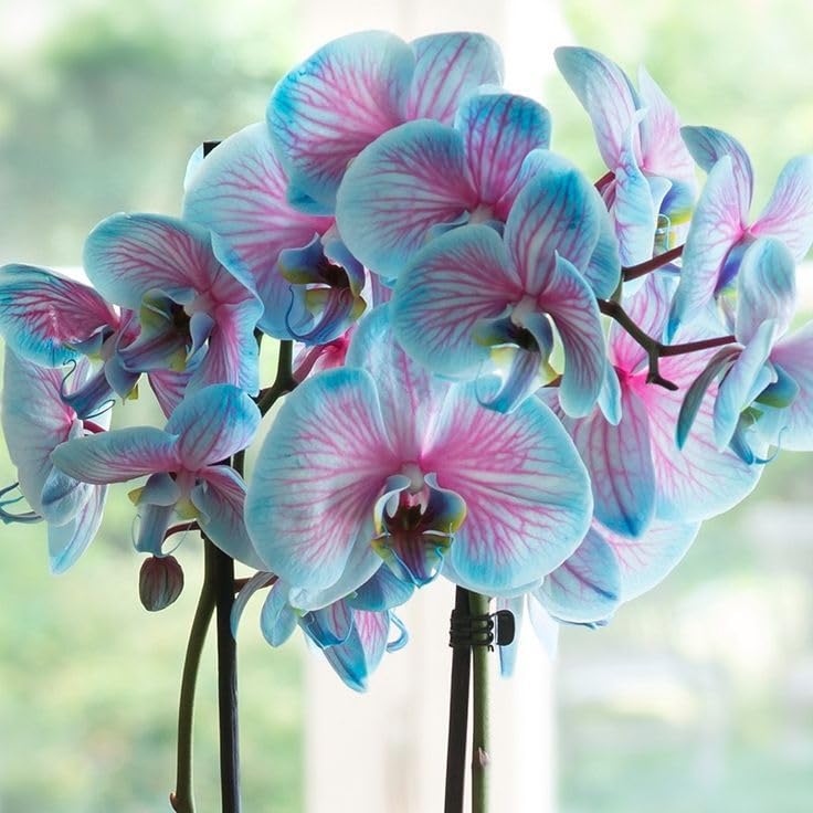 Seeds Ville Dendrobium Orchid Live Flowering Plant