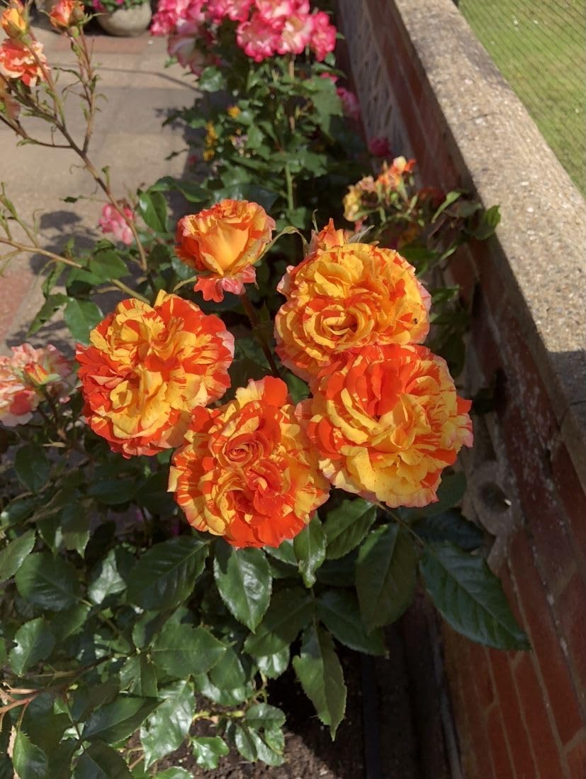 Imported Climbing Rose Flower seeds for Home and Kitchen Gardening Pack 80 to 100 seeds (MIXEDCOLOR SHADE-3)