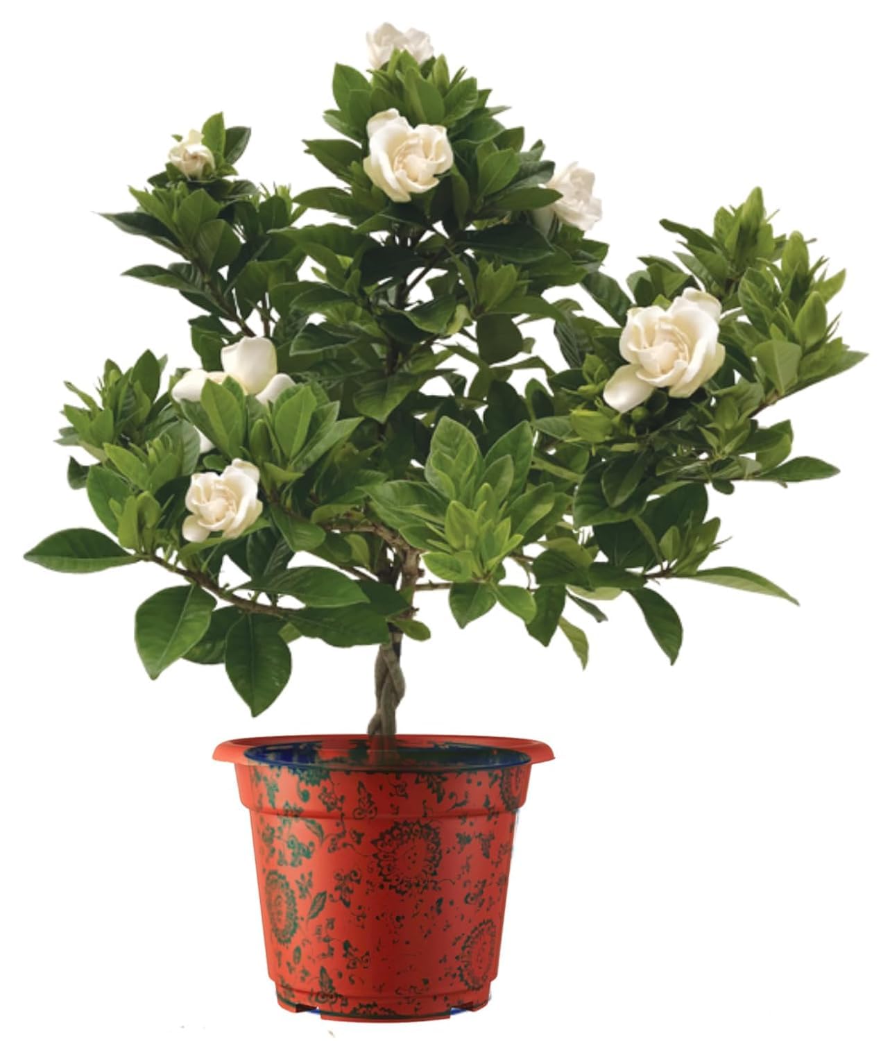 RootFuel Gardenia Gandharaj Live Plant for Home Garden and Indoor Décor | Fragrant White Flower Plant for Balcony Terrace and Outdoor | Easy to Grow All Season Plant (Without Pot, Pack of 1)