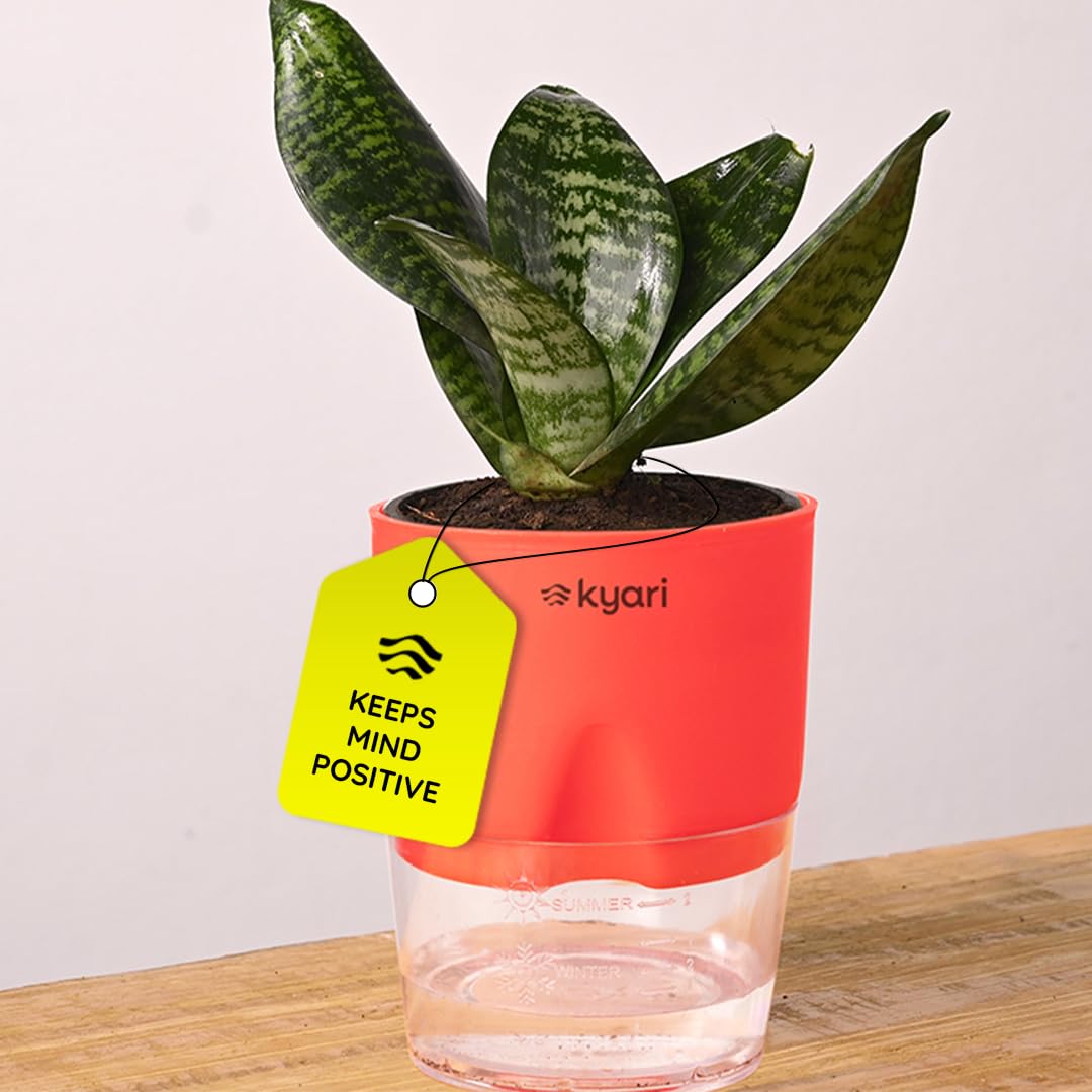 KYARI Sansevieria Green Snake Air Purifier Plant with White Self Watering Pot - Small 4 Inch
