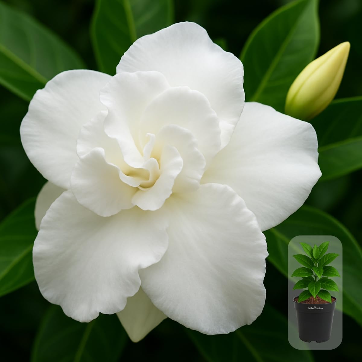 Indian gardens - Nanthiyavattai | Nerium Jasmine | Crape jasmine | Pinwheel Flower | Outdoor Live plants (Moon, 6 Inch White)