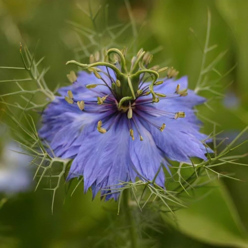 Blue Love in a Mist, Nigella Damascena Flower Seeds, 100 Count, Flower Seeds for Planting