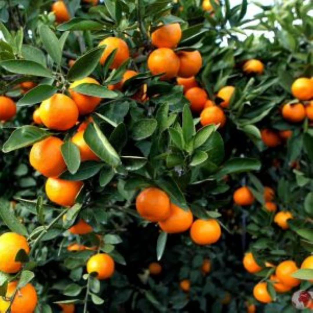 Imported Blueberry Fruit Plant – High-Yield Live Plant in Pot – Fast-Growing, Non-GMO Berry Bush – Sweet, Antioxidant-Rich Blueberries – Ideal for Balcony, Terrace, or Garden – Cold Hardy Variety