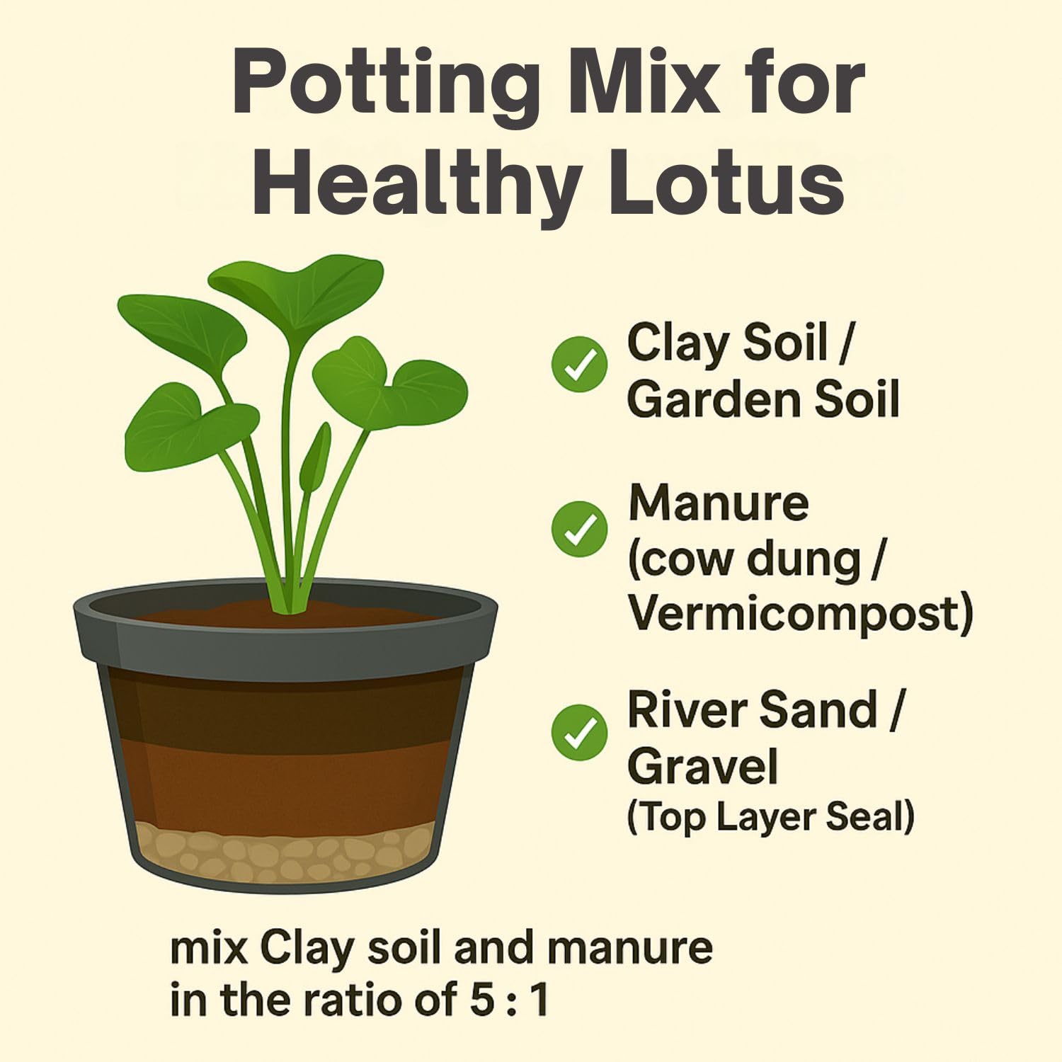 Lotus live plant | Rare plant | Original color guarantee plant | Indoor & Outdoor Live plant (Code 32)