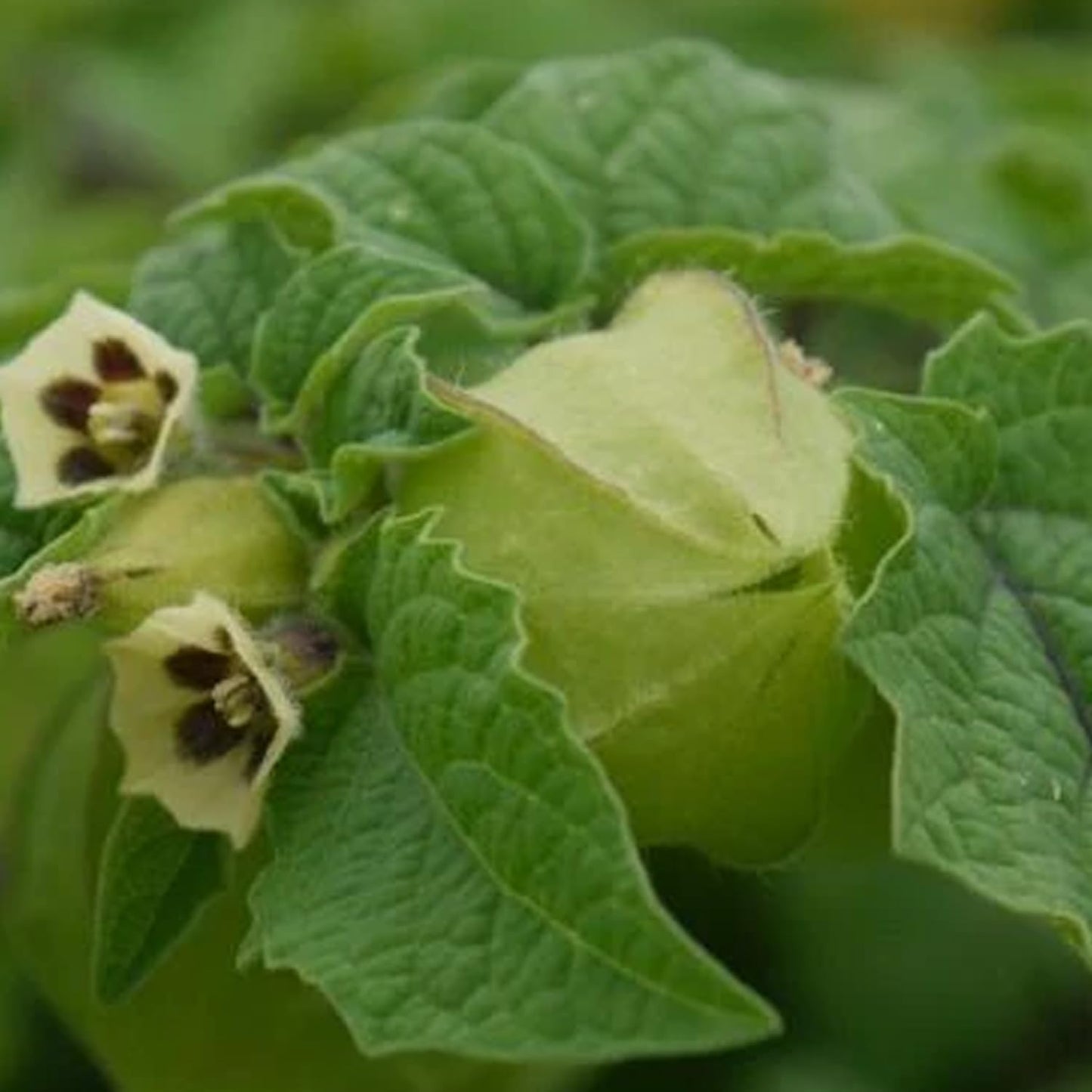 50 seeds Ground Cherry aka Strawberry Husk Tomato Physalis Pruinosa Tomatillo - Seeds Ville