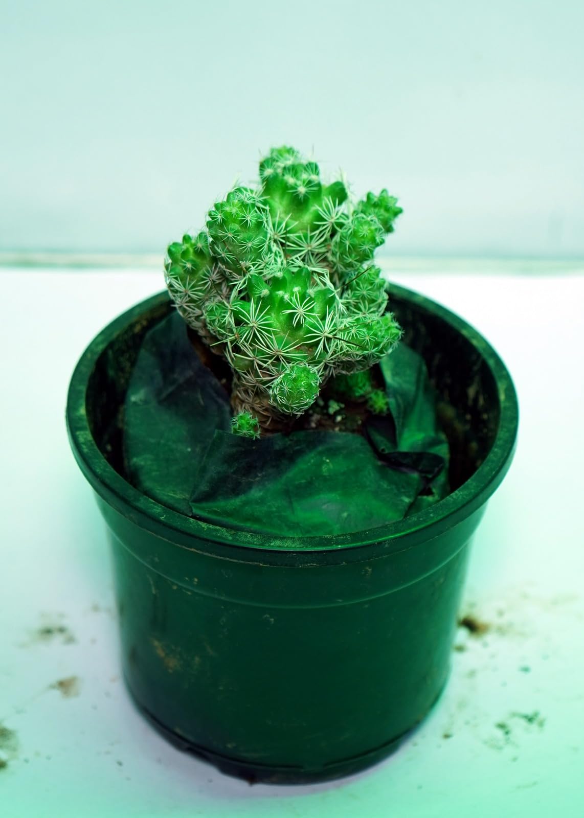 Bigreen Live Lavender Plant with Pot | Aromatic Shrub plants for Home Garden, Balcony, Indoor & Outdoor Décor | Year-Round Purple Blooms | Low-Maintenance, Sun-Loving Herb