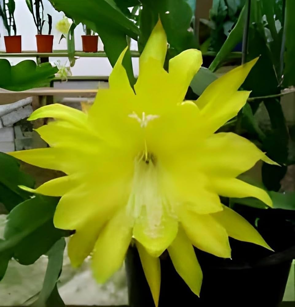 Earth Hopper 50+ Seeds- Auspicious Flower Brahma Kamal Flower Seeds For Home Garden- All Season Flower Seeds- (Mix Colour)