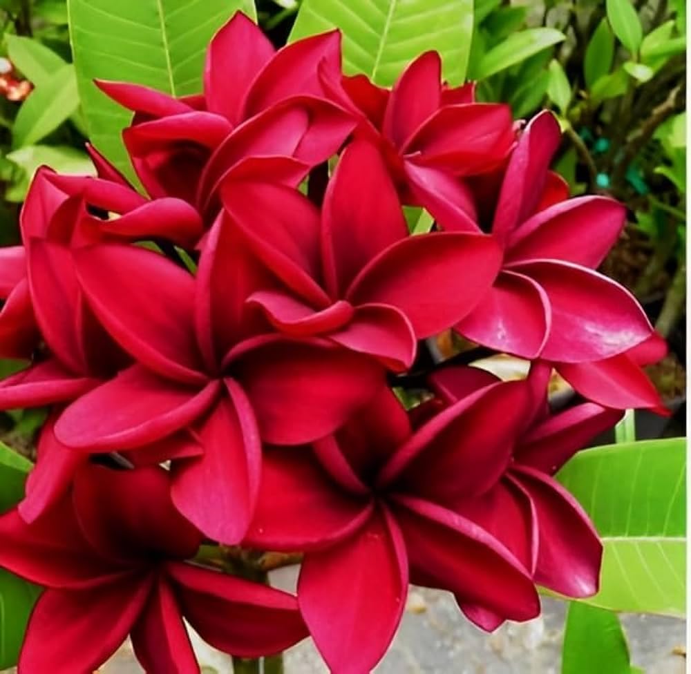 Combo Pack Of-4 Red Kathchapa Flower Plant, Yellow Kathchapa Flower Plant, Blue Kathchapa Flower Plant, Pink Kathchapa Flower Live Plant (Original Variety) Healthy Plant With- Pepper Bag
