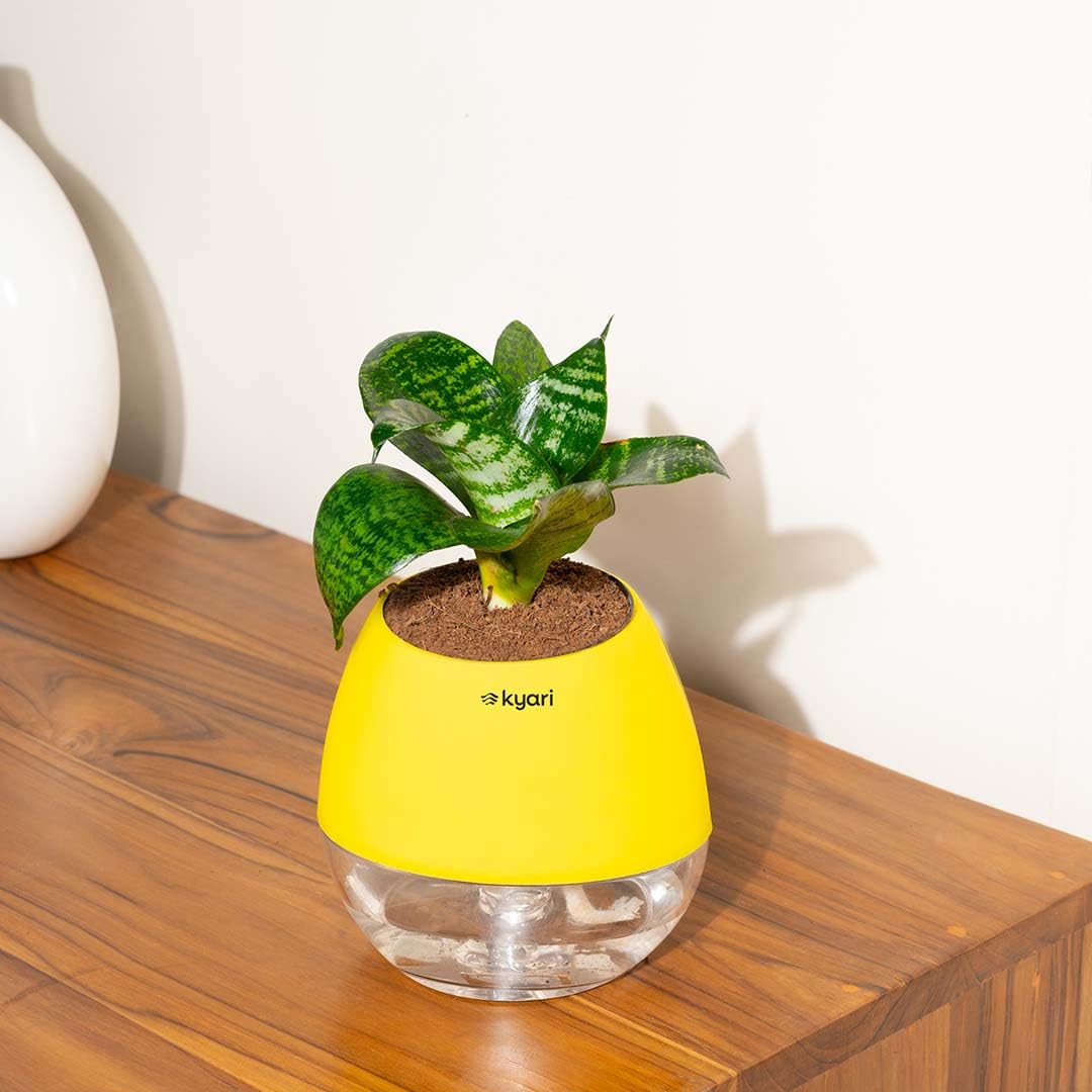 KYARI Sansevieria Green Snake Air Purifier Plant with White Self Watering Pot - Small 4 Inch