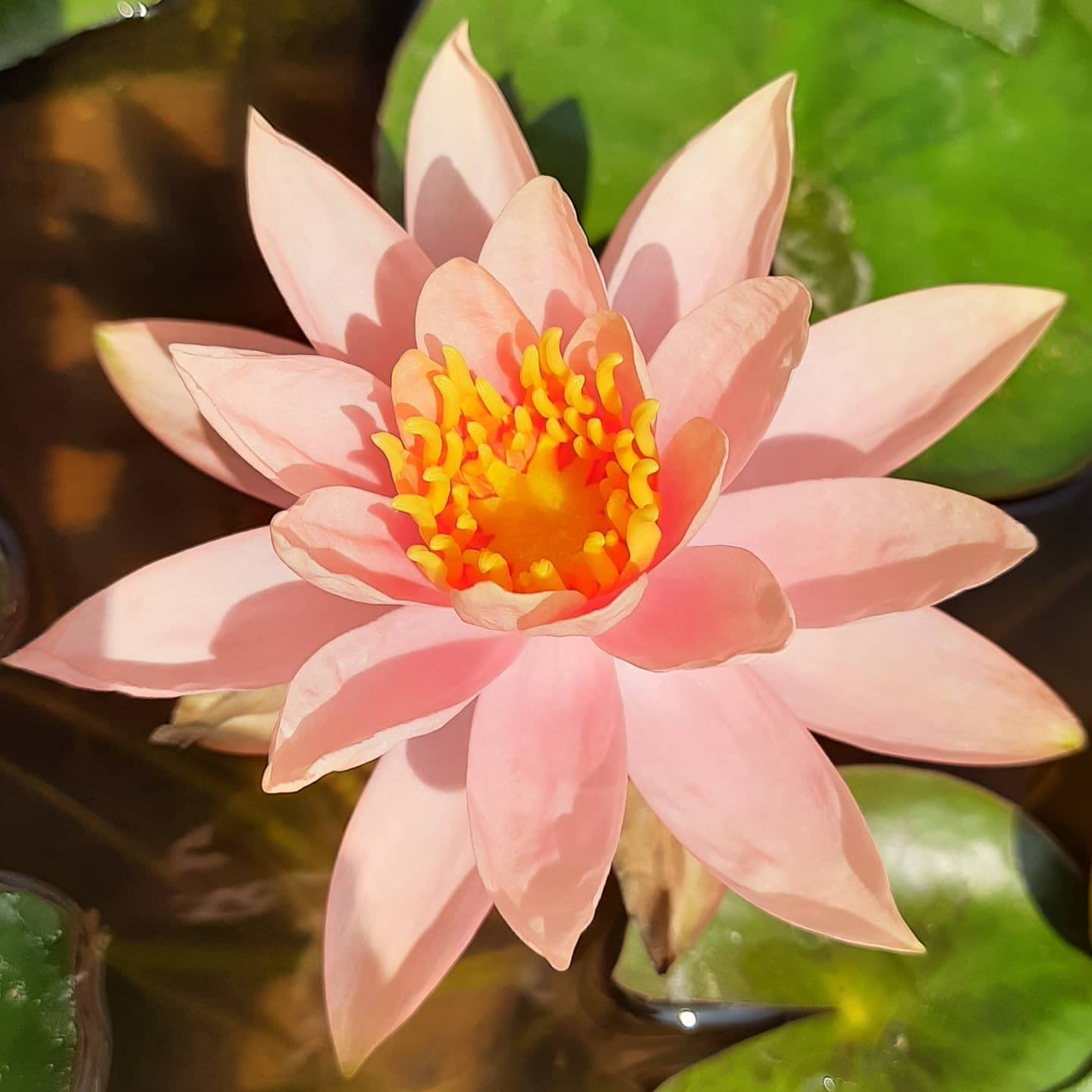 Waterlily Live Plant | Indoor | Outdoor | Aquatic Plant (Blue)