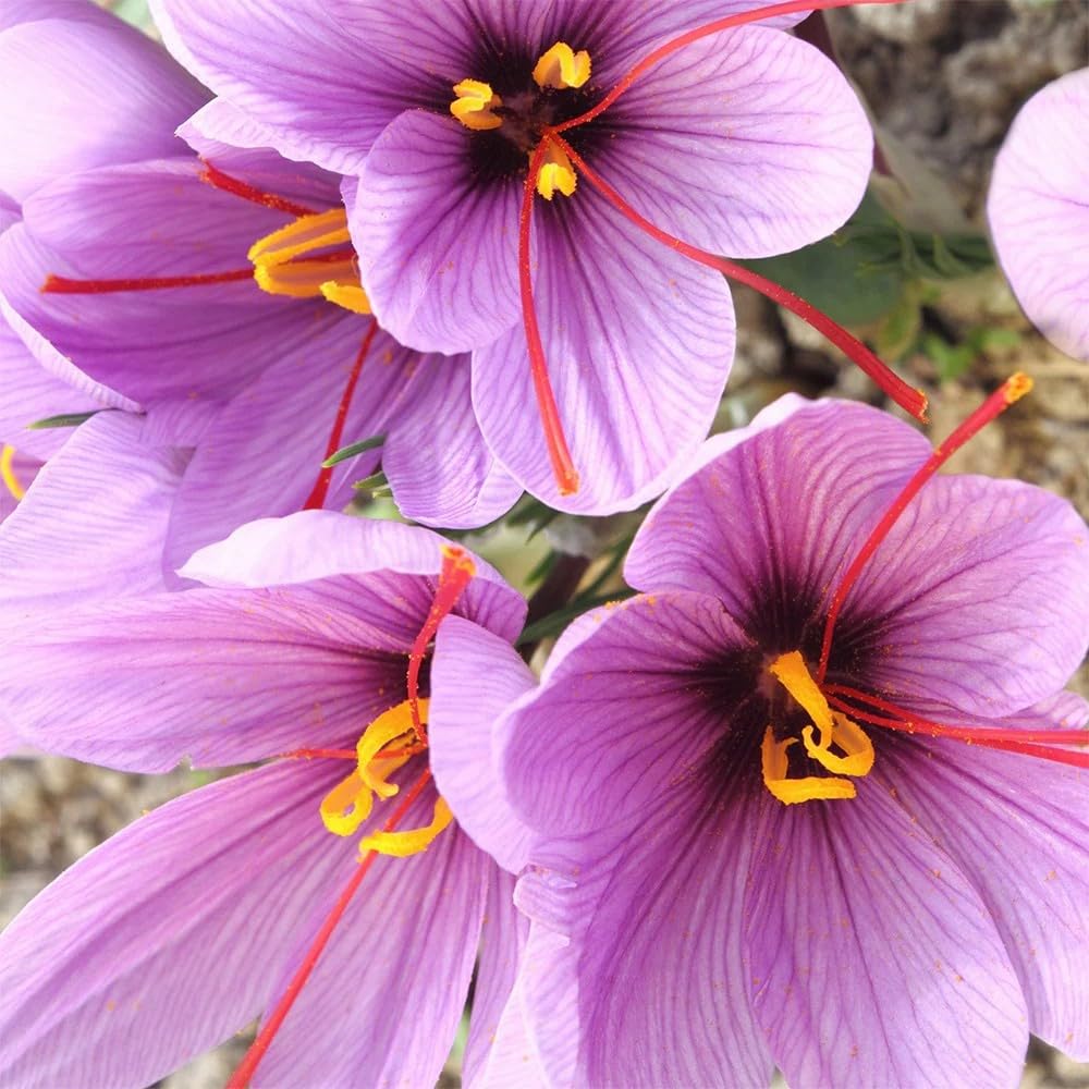 Seeds Ville Saffron Autumn Blooming Crocus Sativus Live Plant Black Pot