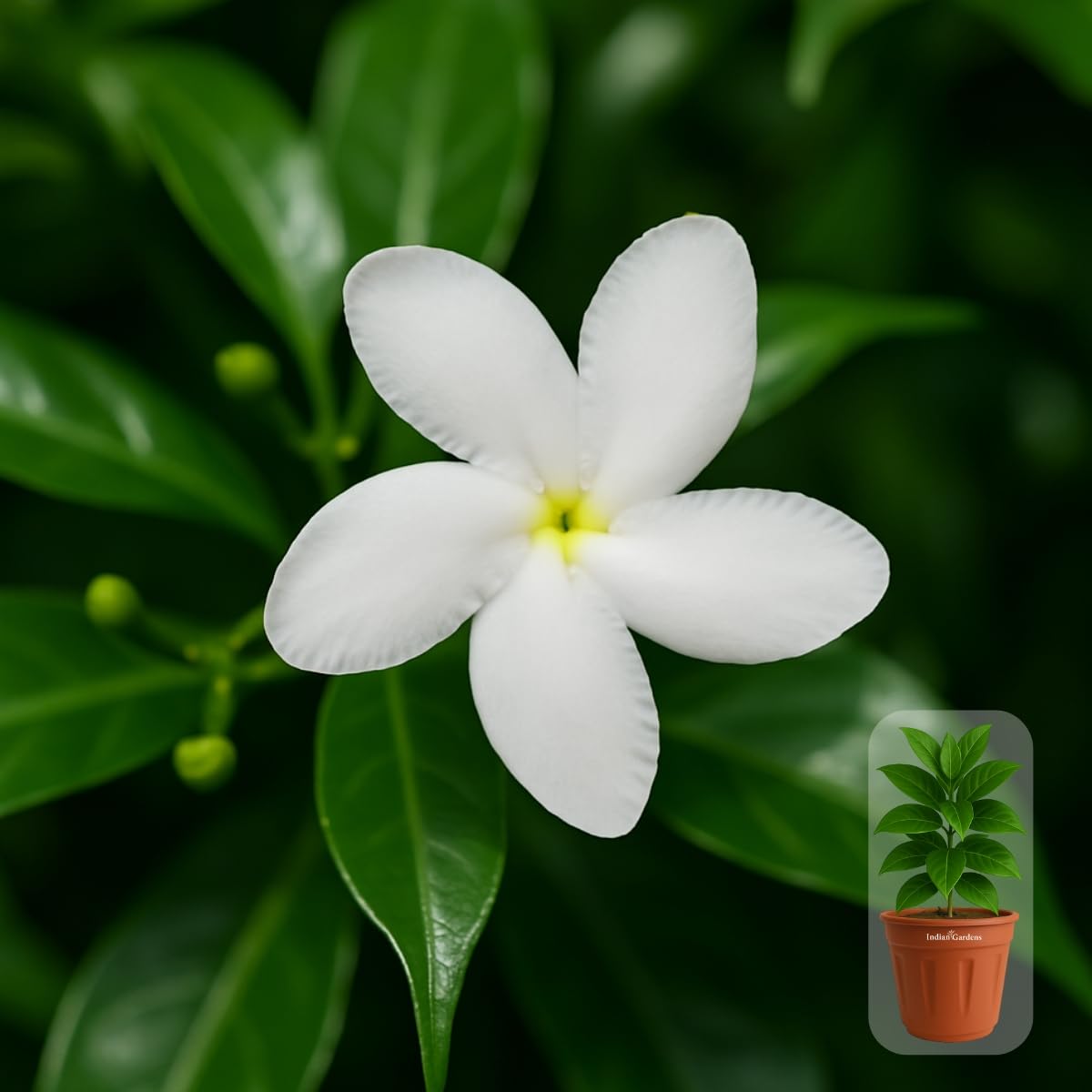 Indian gardens - Nanthiyavattai | Nerium Jasmine | Crape jasmine | Pinwheel Flower | Outdoor Live plants (Moon, 6 Inch White)
