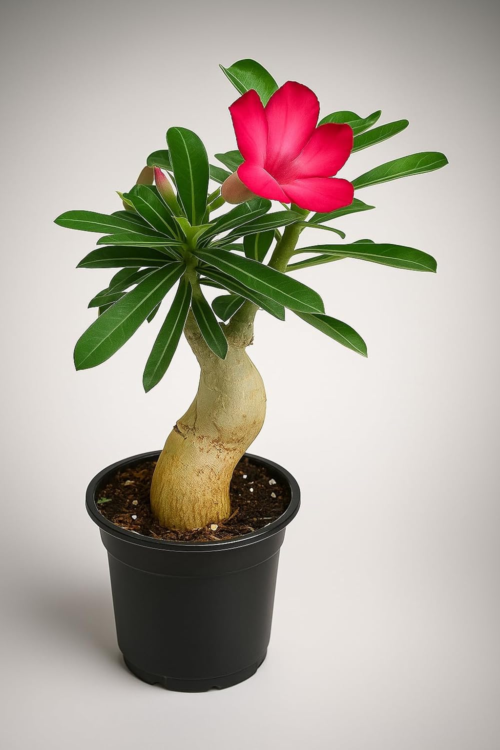 Exotic live Adenium Bonsai Plant combo without pot – Live Desert Rose for Home & Balcony. PACK of 5 five with different colour.