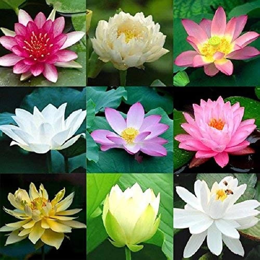25 Seeds Aquatic Lotus (Mixed Colors) Water Lily Flower - Seeds Ville