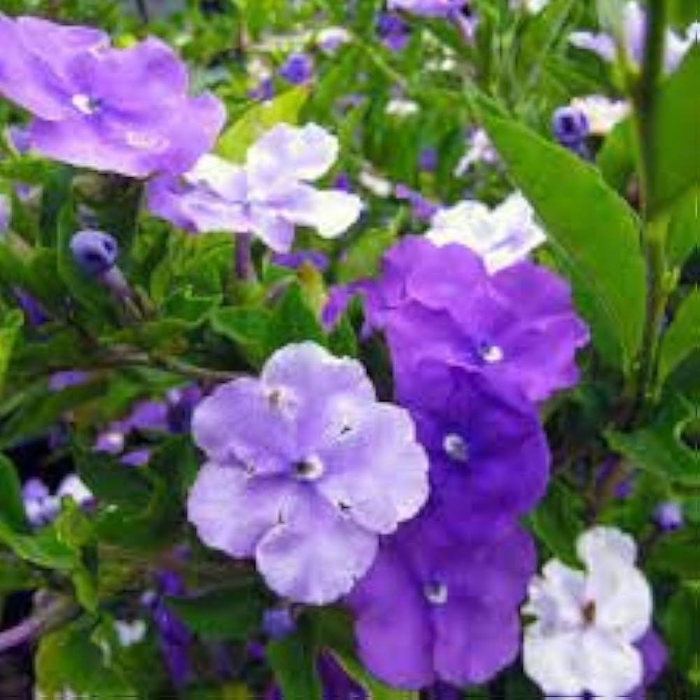 Seeds Ville Yesterday Today Tomorrow Live Fragrant Flower Plant