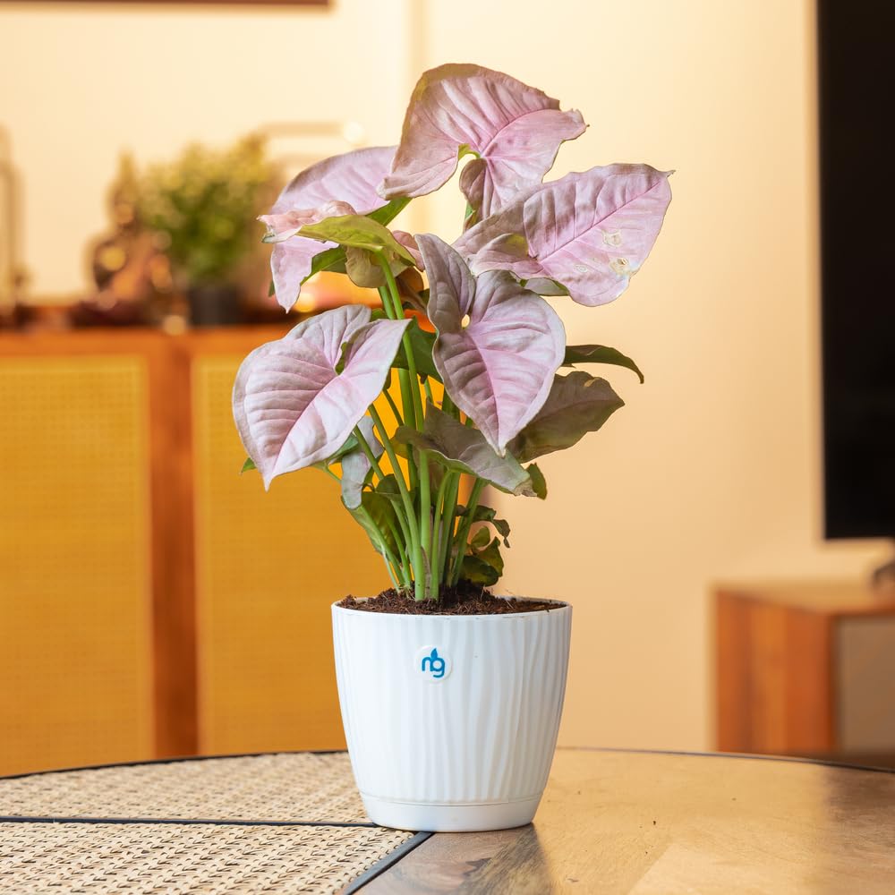 Nurturing Green® Combo of 2 Live Indoor Plants (Aglaonema Lady Valentine & Syngonium Pink) in Ivory Self Watering Pots