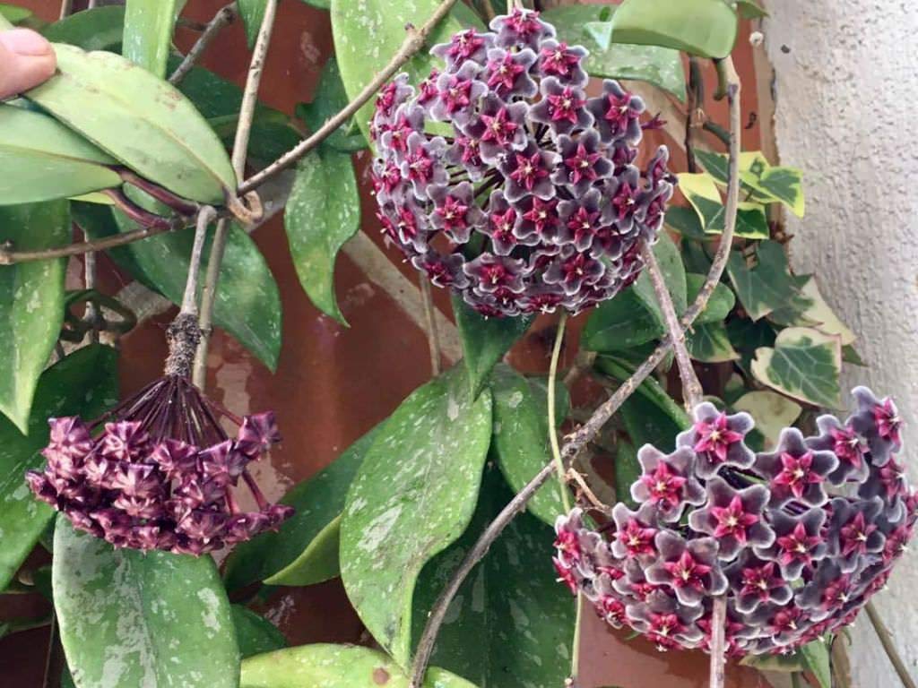 Seeds Ville Hoya Pubicalyx Wax Plant Red Buttons Live Indoor