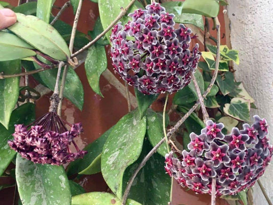 Seeds Ville Hoya Pubicalyx Wax Plant Red Buttons Live Indoor