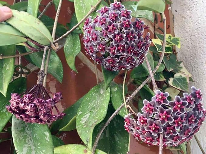 Seeds Ville Hoya Pubicalyx Wax Plant Red Buttons Live Indoor