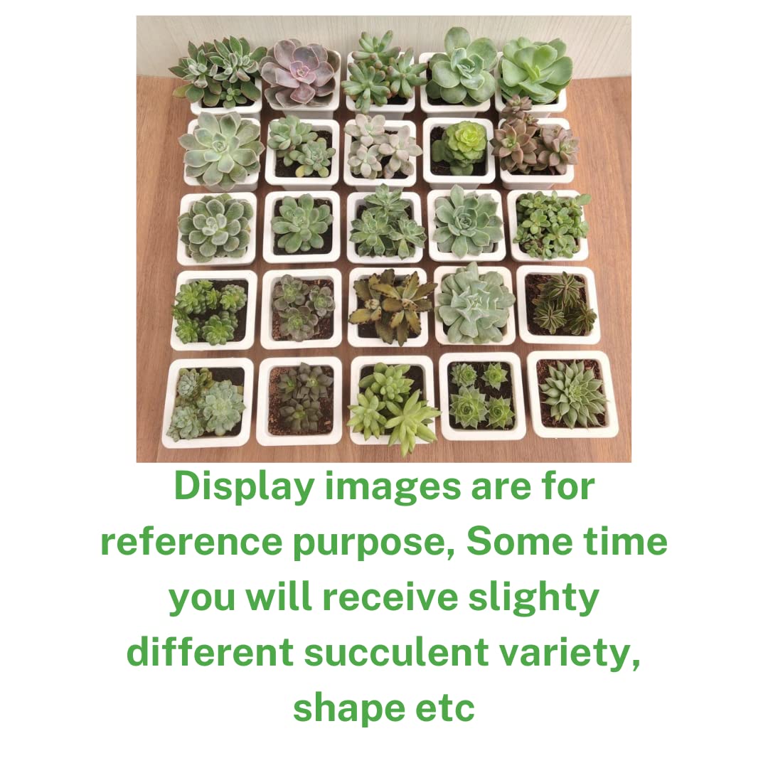 Seeds Ville Assorted Indoor Succulent Plants, Low Maintenance, 25 Pack