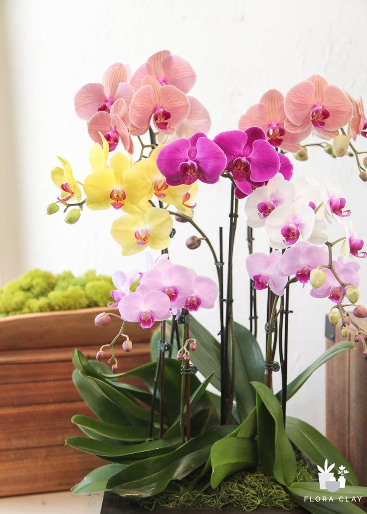 Orchid Plant Combo Pack of 4 Mix Colors | Without Pot | Indoor & Outdoor Live Plants