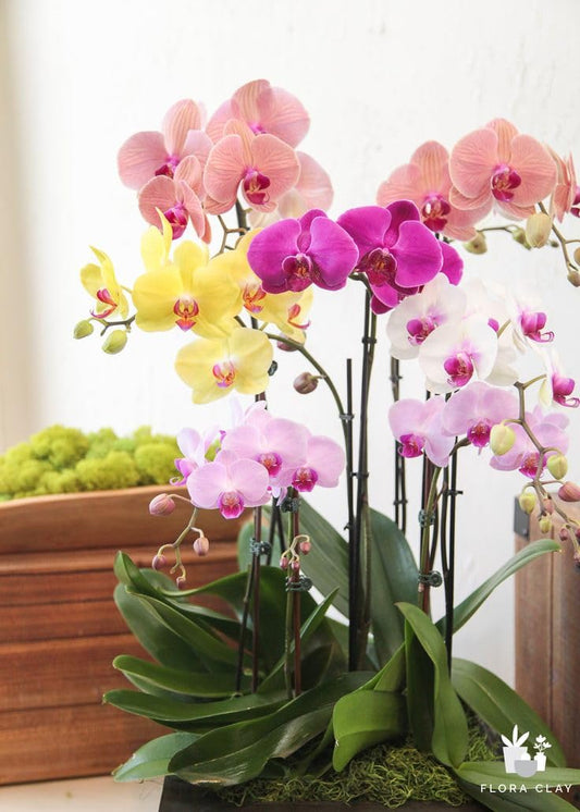 Orchid Plant Combo Pack of 4 Mix Colors | Without Pot | Indoor & Outdoor Live Plants