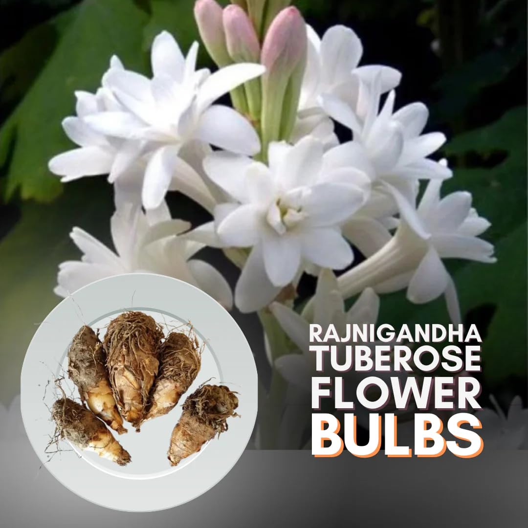 Tuberose Rajanigandha Double Petal Flower Plant Bulbs, Hybrid All Season Variety, Pack of 10