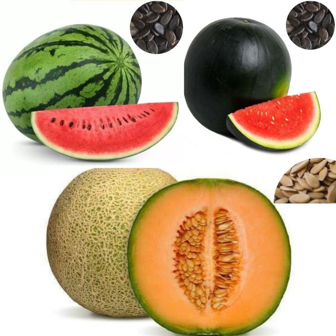 Seed Basket Pack of 3 Melons F1-Hybrid Seeds | Watermelon Green (25), Watermelon Blacks (15), Muskmelon (15) | ISeeds deal for planting, Gardening and Farming