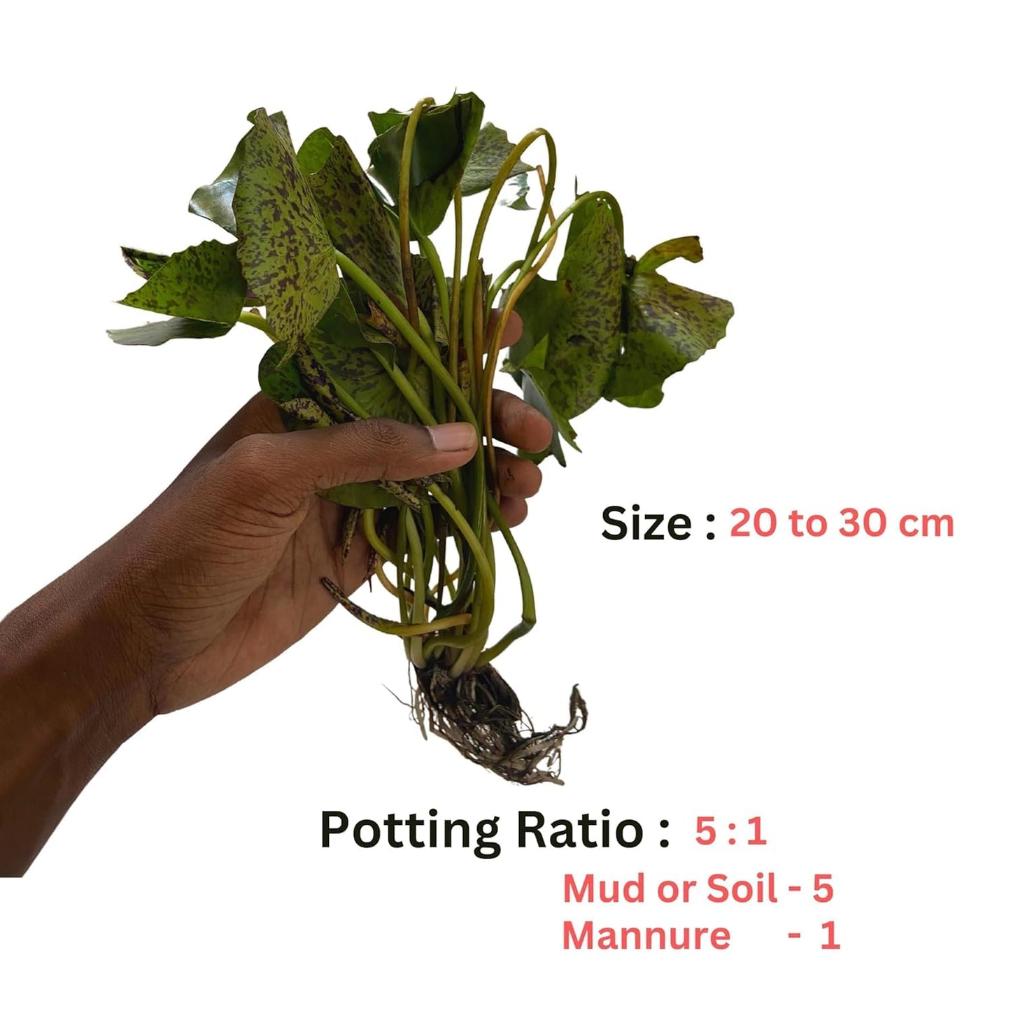 Waterlily Live Plant | Indoor | Outdoor | Aquatic Plant (Blue)