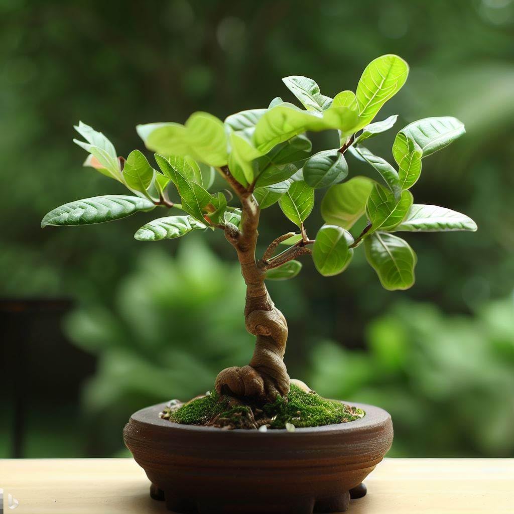 40 Seeds- Dwarf Fruit Seeds Combo Pack For Planting, Apple, Grapes, Guava, Orange - 10 Seeds of Each