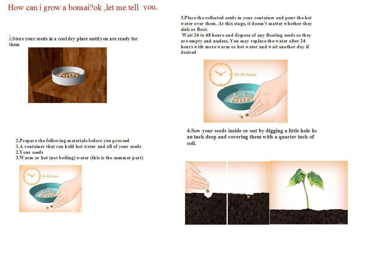 Nema Senior Courtyard Plants, Delicious Fruit seeds, Gold Finger 50pcs Grape Seeds