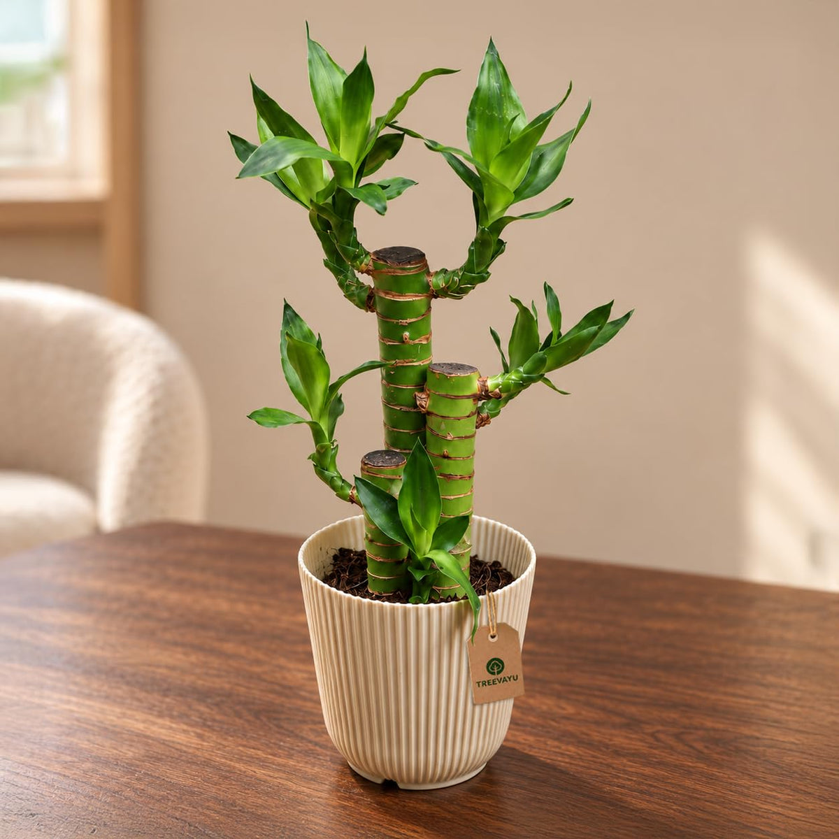 Seeds Ville Lotus Lucky Bamboo Live Indoor Decor Plant