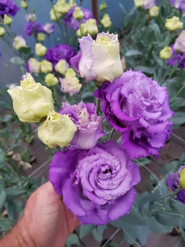 Radha Krishna Agriculture® Imported Lisianthus Flower Seeds for Home and Kitchen Gardening Pack of 100 seeds (MULTISHADE)