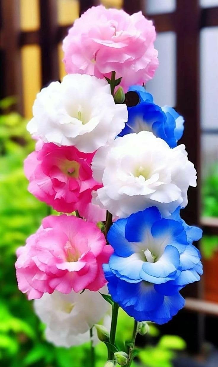 Radha Krishna Agriculture® Imported Lisianthus Flower Seeds for Home and Kitchen Gardening Pack of 100 seeds (MULTISHADE)