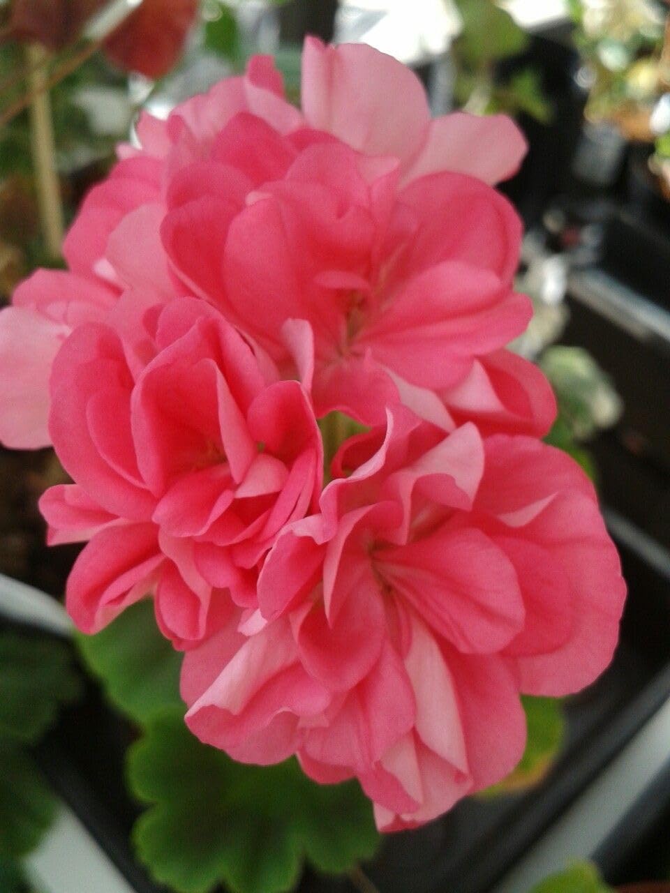Ritz Farming® Geranium Flower Seeds for Your Home and Gardening Pack of 50 to 70 seeds (PINK SHADED)