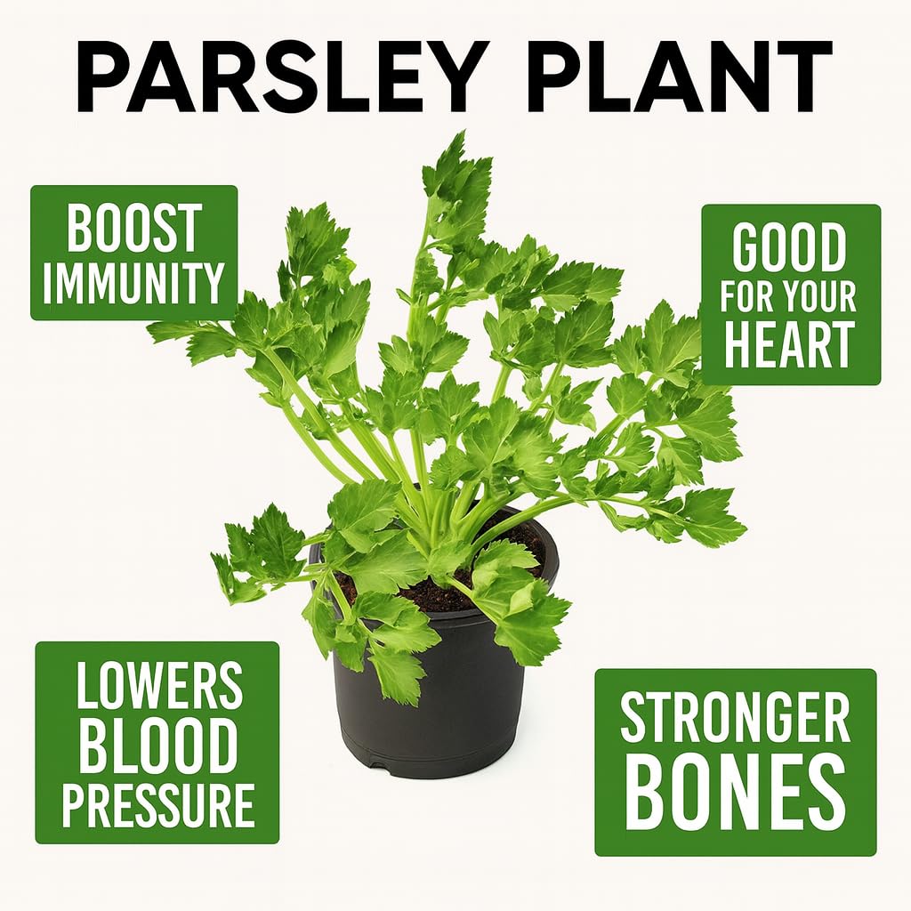 Live Parsley Plant | Fresh Culinary Herb for Kitchen & Garden | Fast-Growing, Flavorful Leaves | Easy to Grow Indoor–Outdoor Herb Plant in Pot