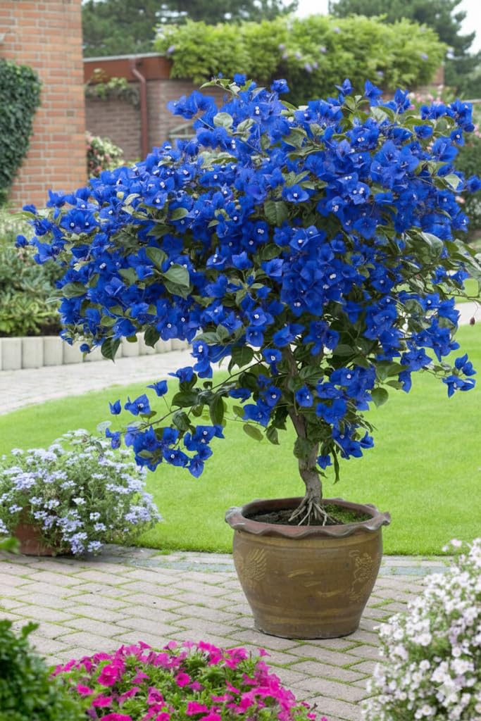 Live Blue Bougainvillea Plant Low Maintenance Outdoor Plant Planting For Home Garden (Pack Of 1) In Growbag A15