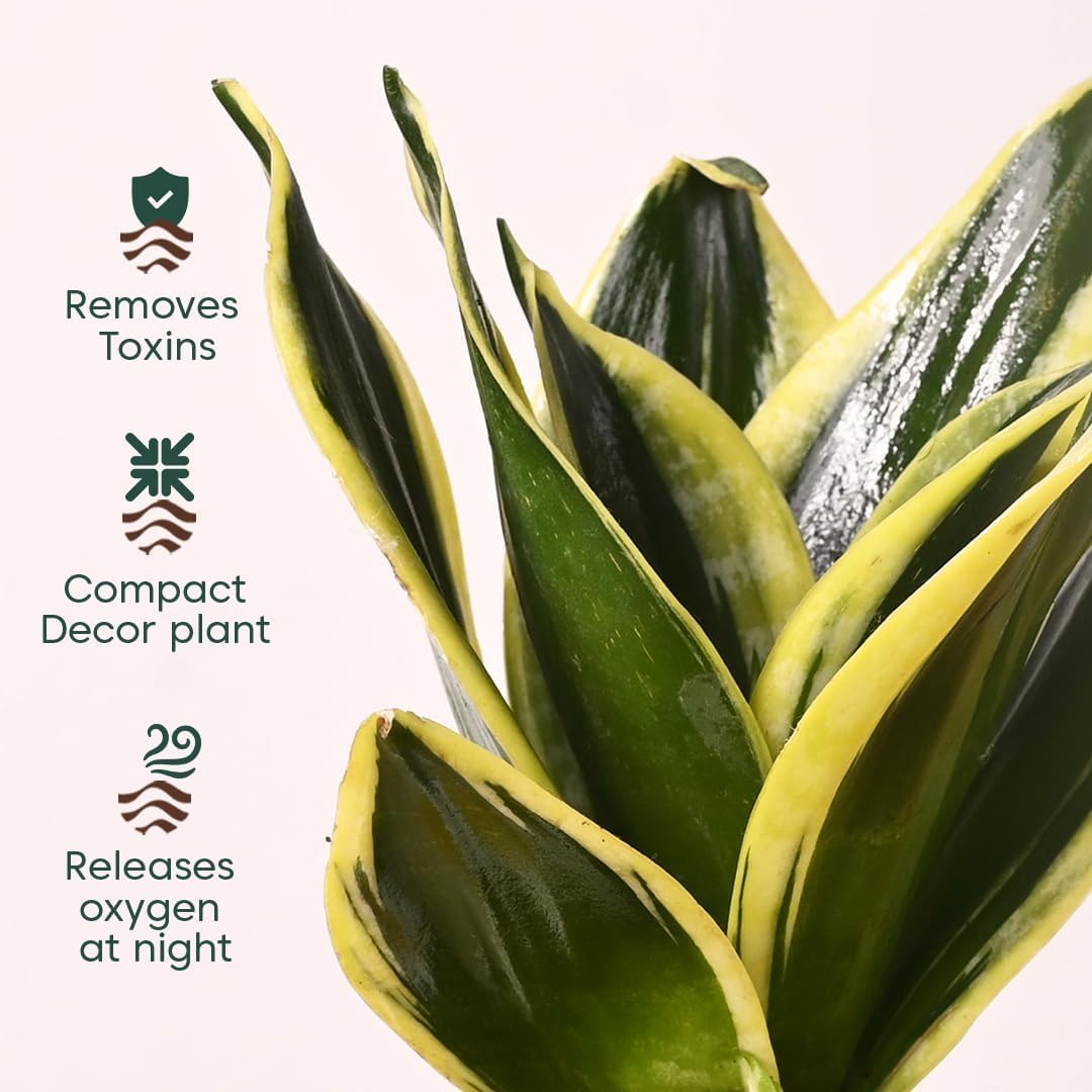 Seeds Ville 4 Indoor Plant Set Self-Watering Pots Cream