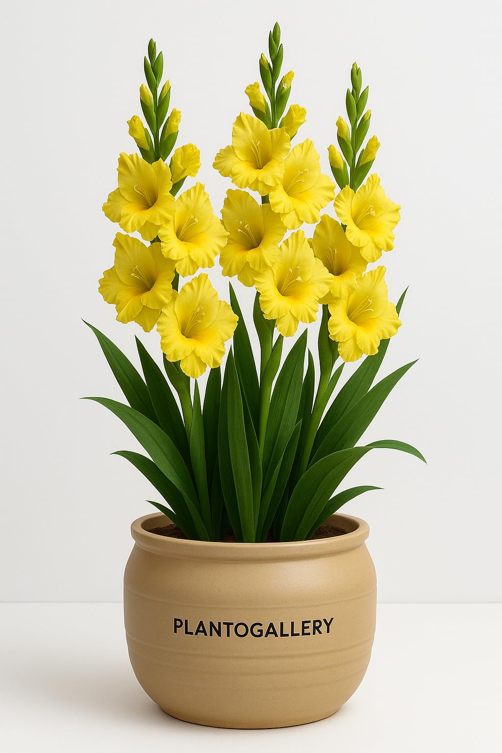 Plantogallery Gladiolus Flower Bulbs ((Multicolor-Pack Of 20 Bulbs))