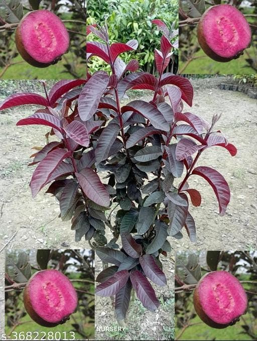 Seeds Ville Indonesian Black Diamond Guava Fruit Plant