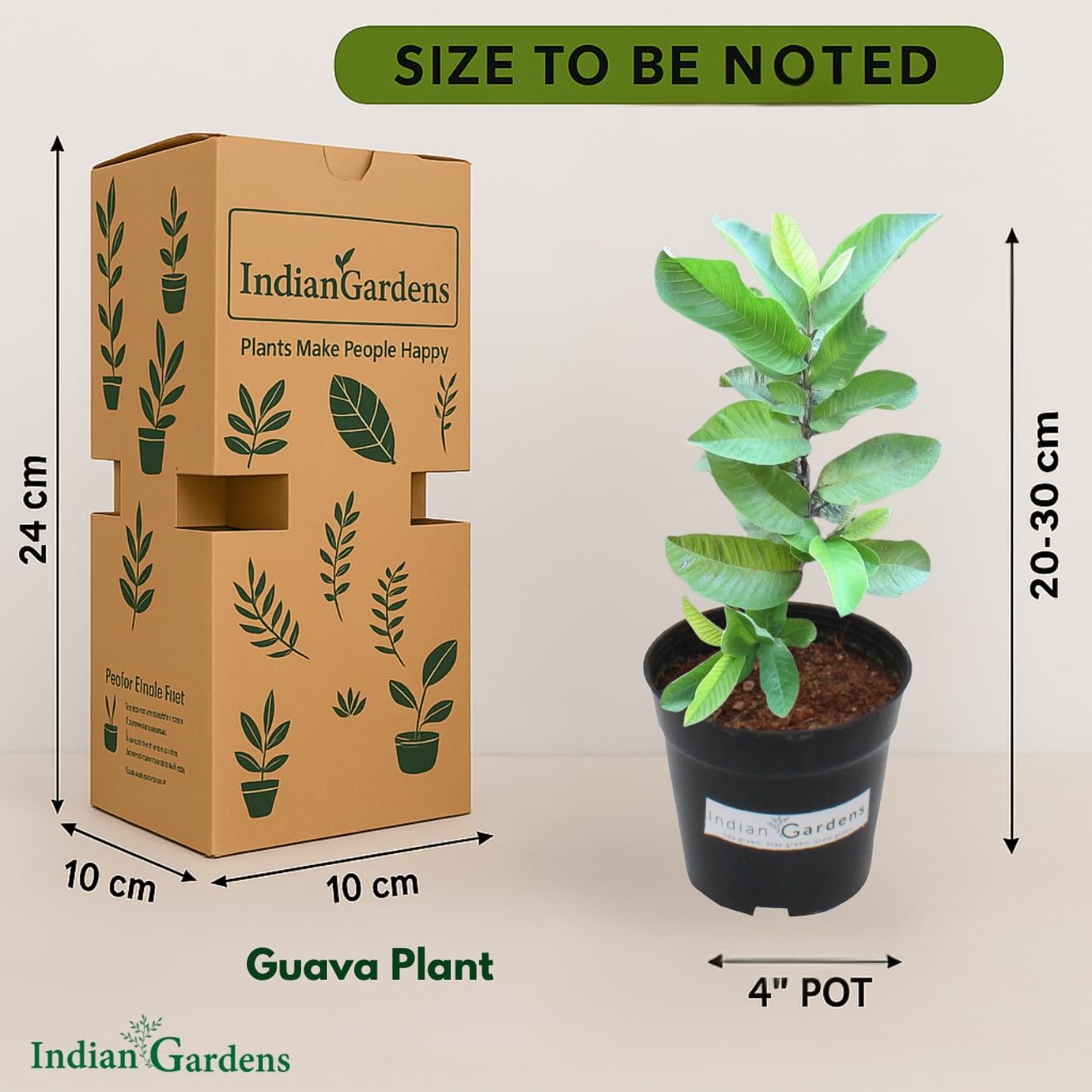 Indian Gardens – White Guava Live Plant | Healthy Fruit Plant for Home & Garden | Sweet, High Yield Variety | Fast Growing Plant with 4 inch Pot