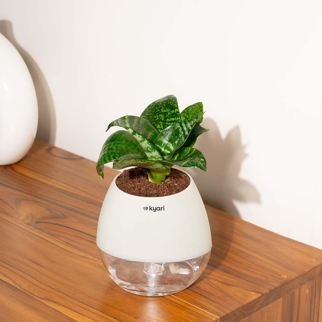 KYARI Sansevieria Green Snake Air Purifier Plant with White Self Watering Pot - Small 4 Inch