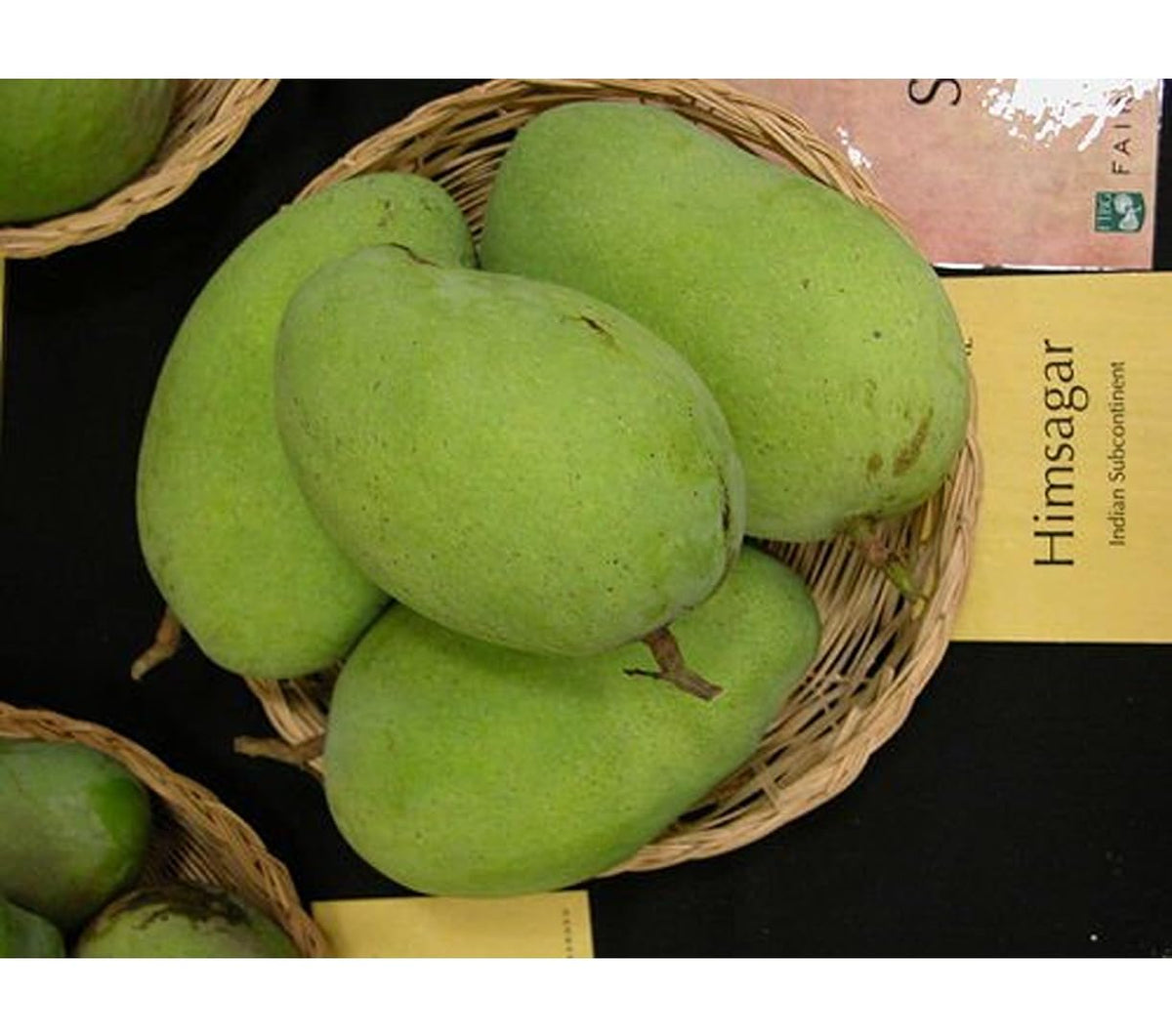 Seeds Ville Grafted Mango Plant Live Fruit Tree 60-90 cm