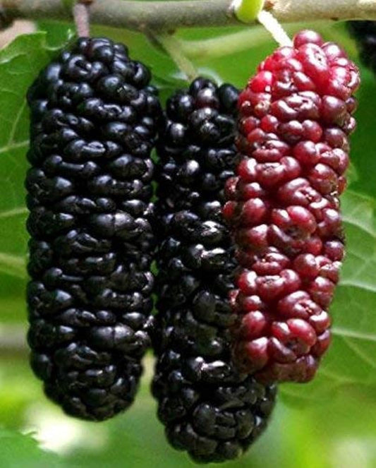 GRAFTED- BLACK MULBERRY Fruit Tree- (PACK OF 2) Live Outdoor Garden Plant