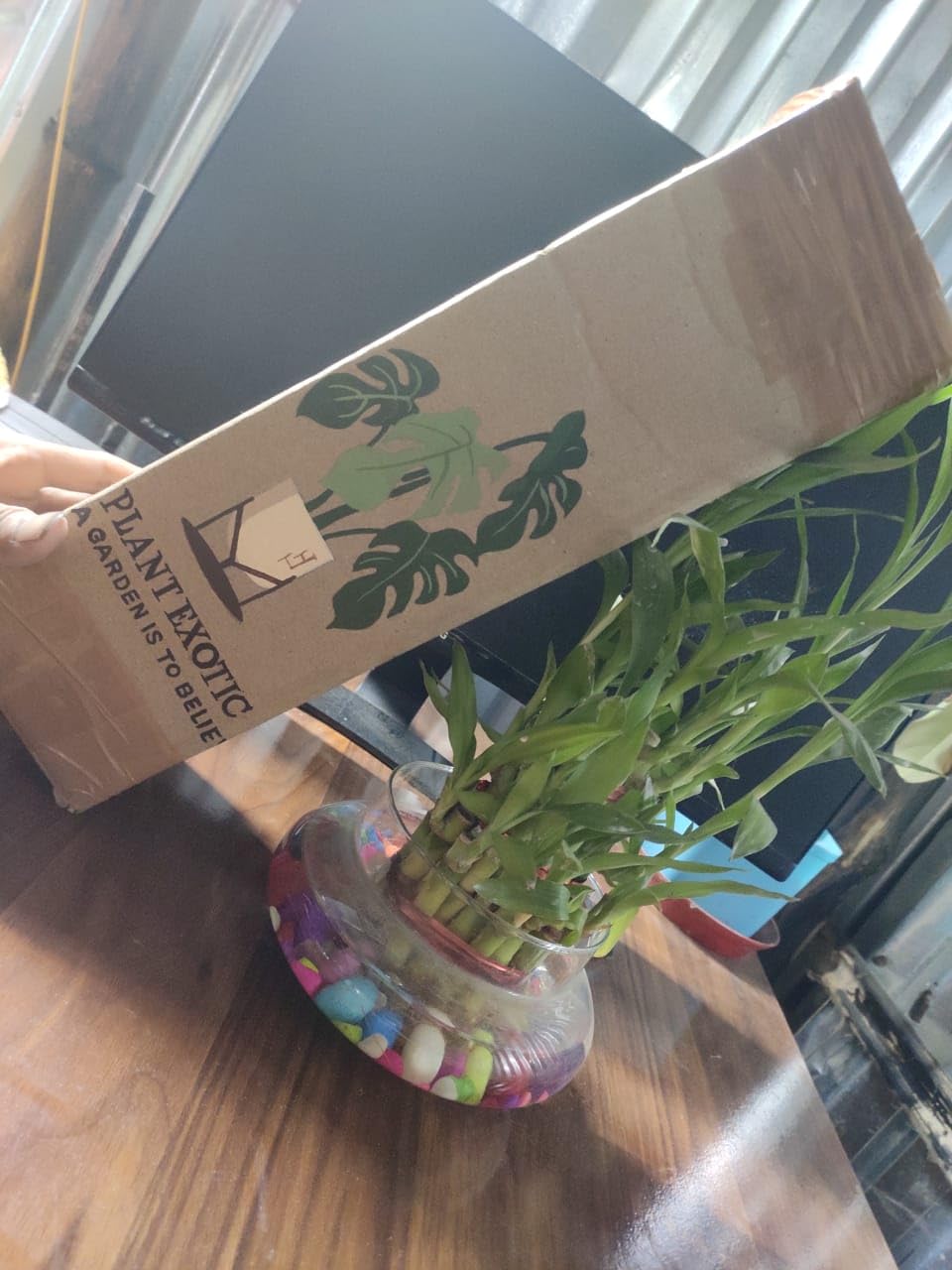 Seeds Ville Best Roses Color Flower Plant|Climbing Rose Plant |Healthy Live Wedding Party Flowering |Climbing Rose Fragrant Beautiful Plant|Special Fresh Flowers (Light Pink) - Seeds Ville