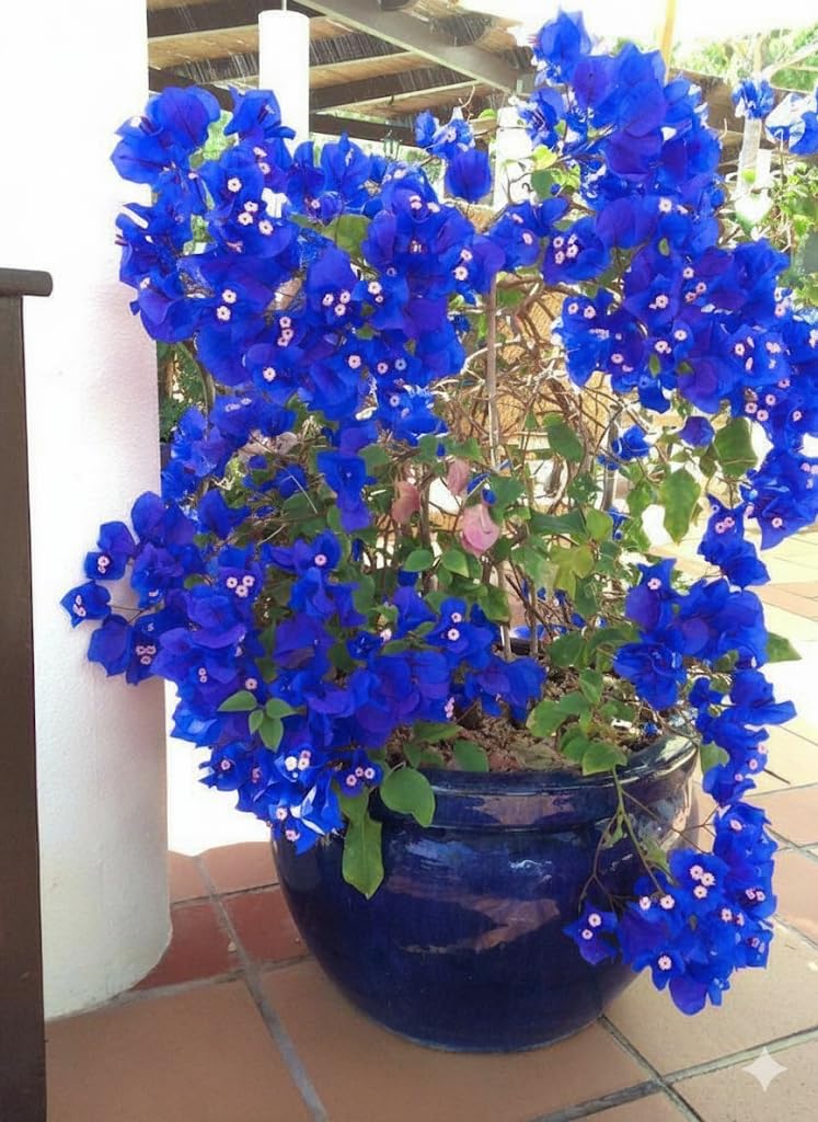 Live Blue Bougainvillea Plant Low Maintenance Outdoor Plant Planting For Home Garden (Pack Of 1) In Growbag A15